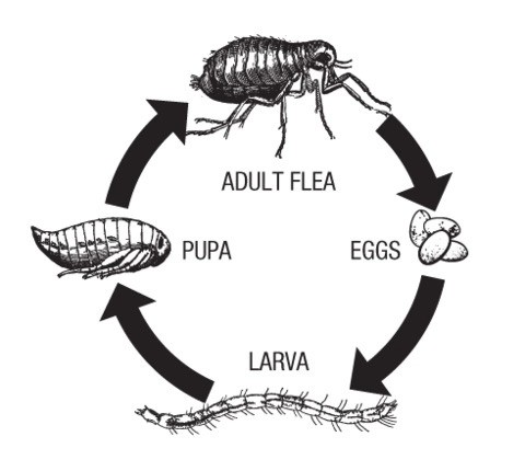 fleas
