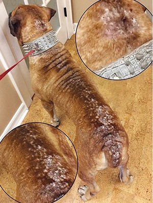 ノミアレルギー性皮膚炎