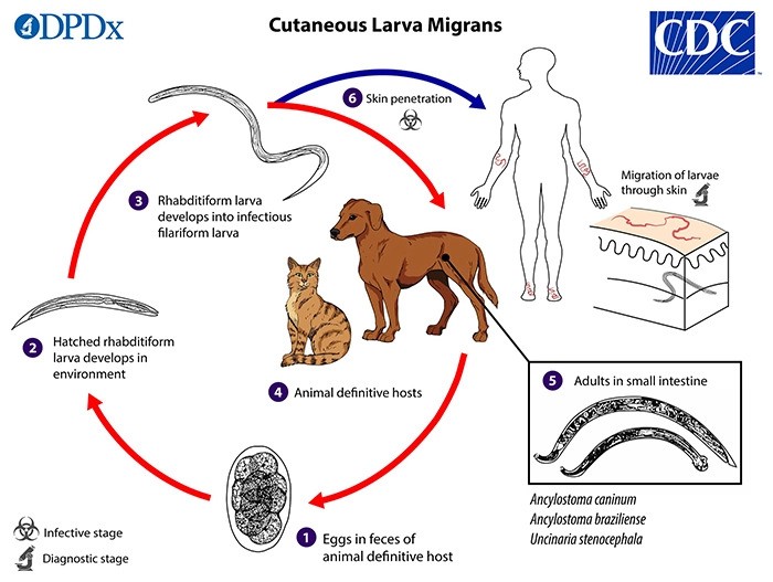 fleas